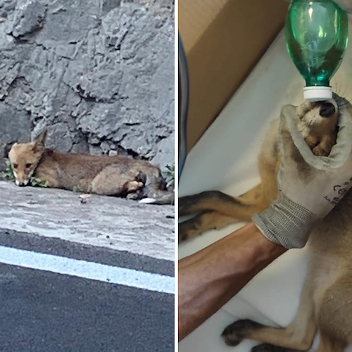 Volpe investita in zona Laurito, a soccorrerla ODV Positano SOS Animali e Fabio Fusco / FOTO 