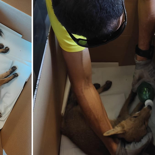 Volpe investita in zona Laurito, a soccorrerla ODV Positano SOS Animali e Fabio Fusco / FOTO 