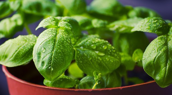 Basilico, profumo e salute: un alleato per digestione e benessere
