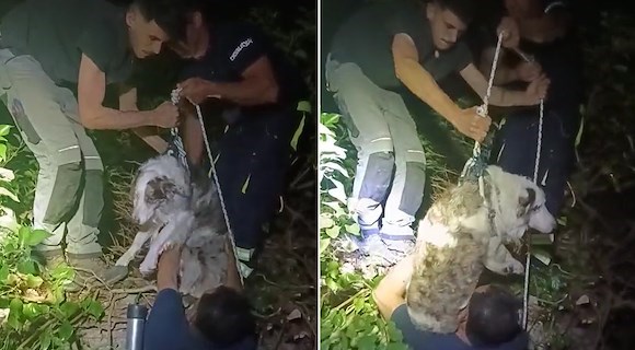 Fuggito a causa dei botti a Tramonti, il cane Charlie ritrovato sano e salvo dopo tre giorni di angoscia 