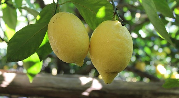 Il limone, oro giallo della Costiera Amalfitana e alleato di salute