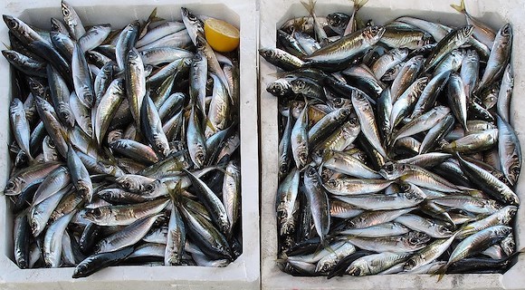 Il pesce, tesoro del mare e pilastro della dieta mediterranea