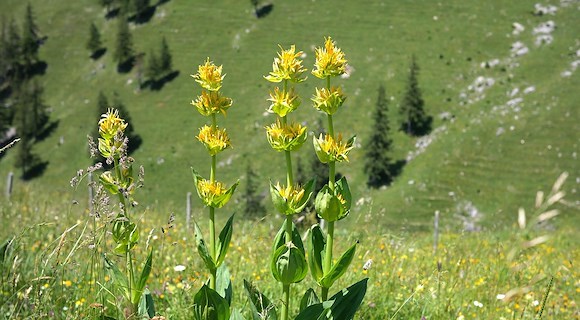 La genziana, il tonico naturale dei pascoli montani