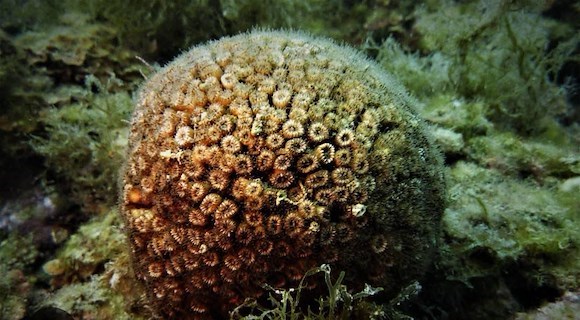 Medcoral Guardians: al via il progetto per salvare il corallo del Mediterraneo