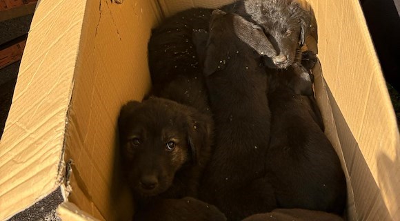 Sei cuccioli abbandonati lungo la strada a Moschiano: ora cercano casa