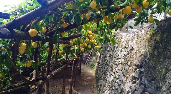 Slow Food Day in Costa d’Amalfi: 18 maggio dal Sentiero dei Limoni alla tavola, un viaggio di gusto e consapevolezza 