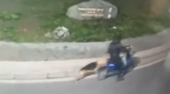 Trascina un cane per sei chilometri con l'e-bike: denunciato dog sitter nel napoletano 