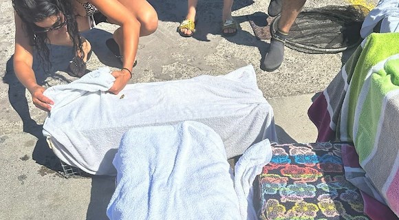 Vico Equense: Amp Punta Campanella, ENPA e volontari uniti per mettere in sicurezza i gatti della colonia felina di Tordigliano