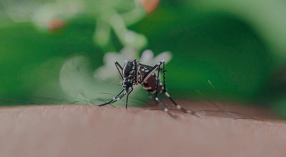 West Nile, aumentano i casi in Italia: 8 ricoveri in Campania, De Luca rassicura