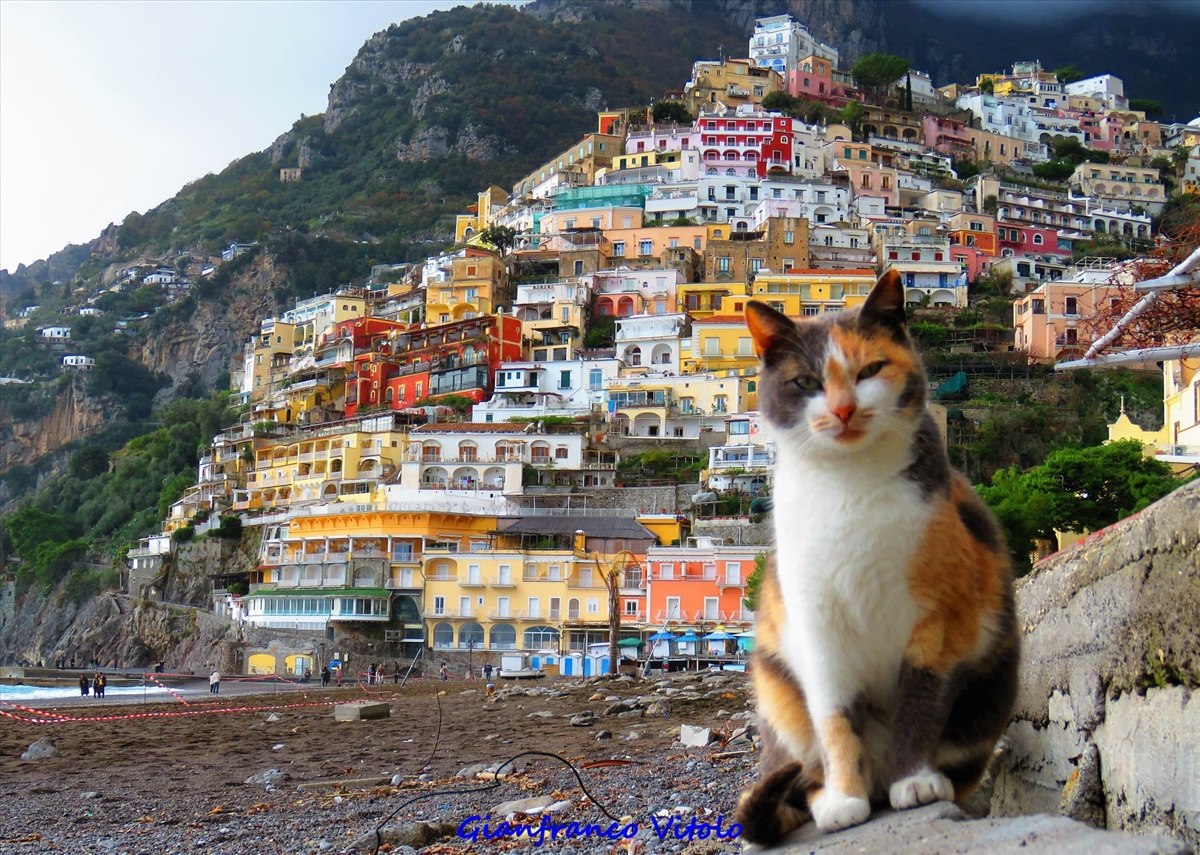 Positano Notizie - Nella giornata mondiale del gatto ...
